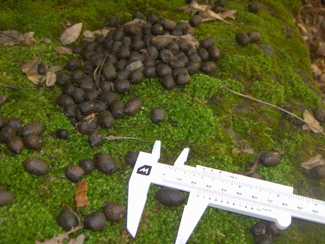 fatte di cervo e/o animale domestico???